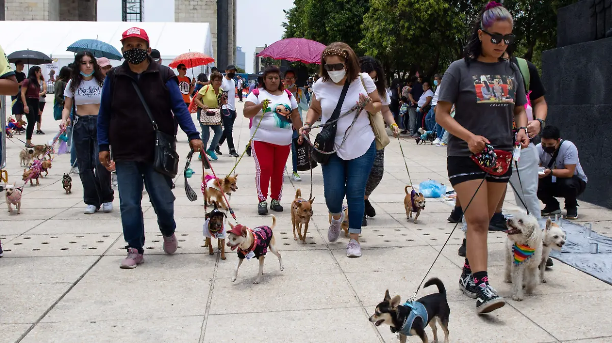 888816_Marcha Perros Chihuahua-5.JPG_impreso